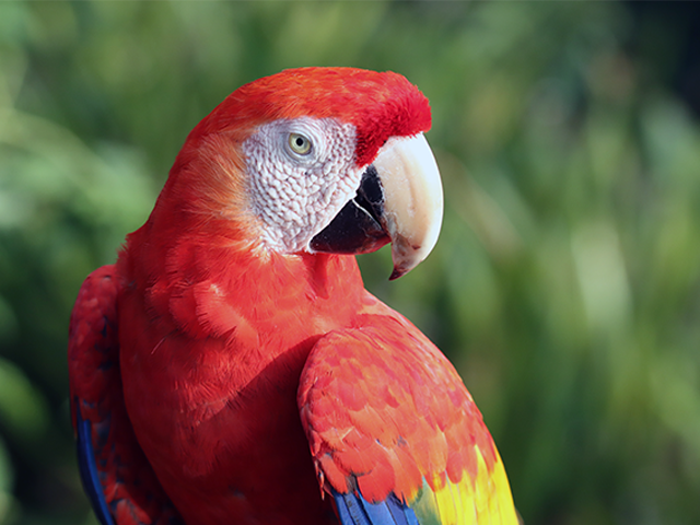 Scarlet Macaw by Kevin Burke